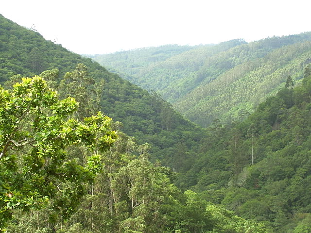 Galicia - Fragas do Eume - Forest