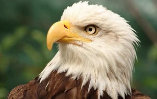 bald eagle fauna united states