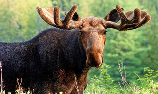 moose elk