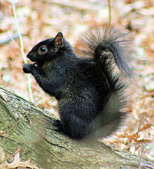 calabrian black squirrel