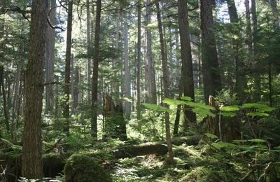 tongass national forest alaska usa