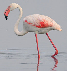 common flamingo