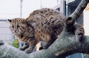 wild tsushima leopard cat