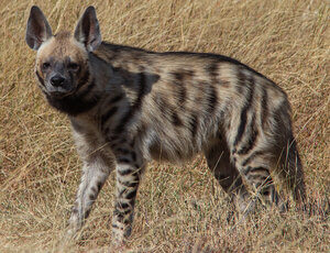 striped hyena typical animal of egypt