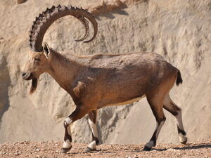 nubian ibex