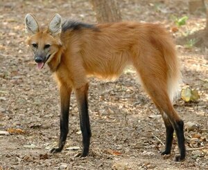 maned wolf canid