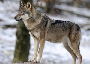 gray wolf france