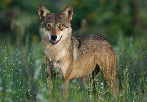 indian wolf