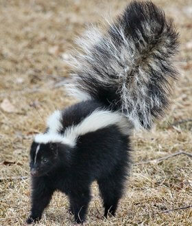 striped skunk