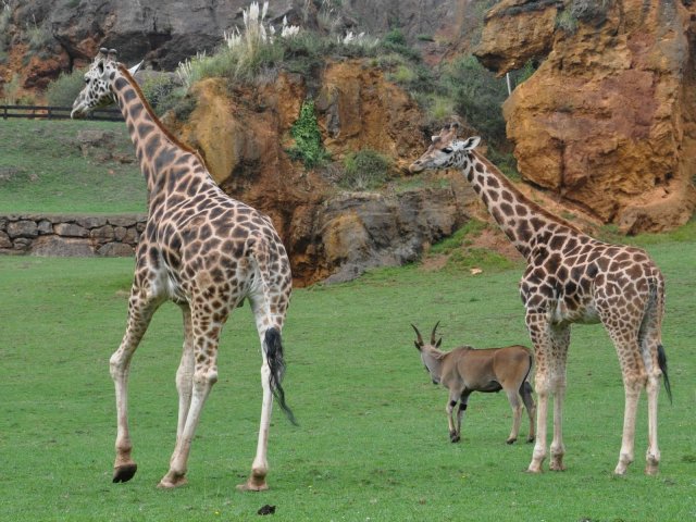 Cantabria - Cabárceno Park - Giraffes
