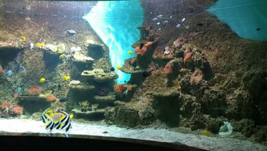 Photo of Visit the Seville aquarium and remember the first trip around the world
