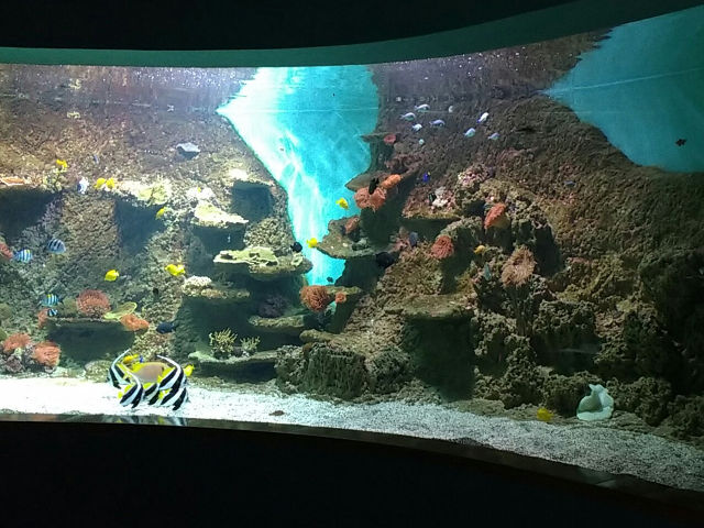 Seville - Aquarium