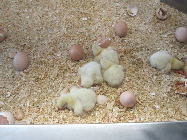 Valencia - Science Museum - Birth of chicks