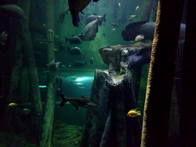 Saragossa - Aquarium