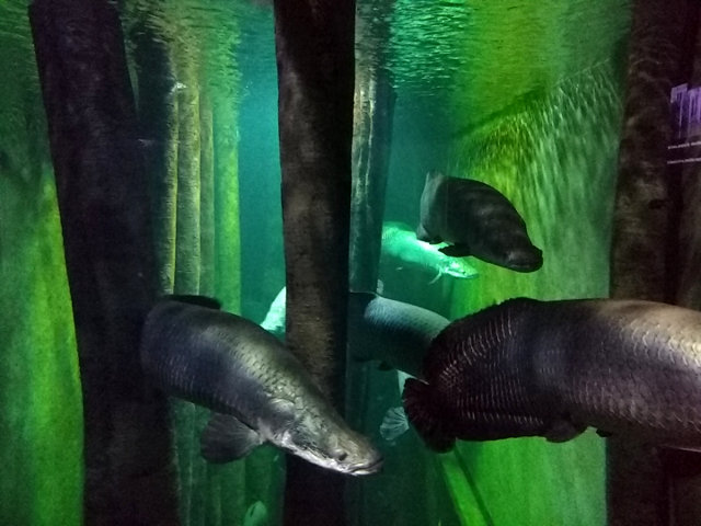 Zaragoza - Aquarium2